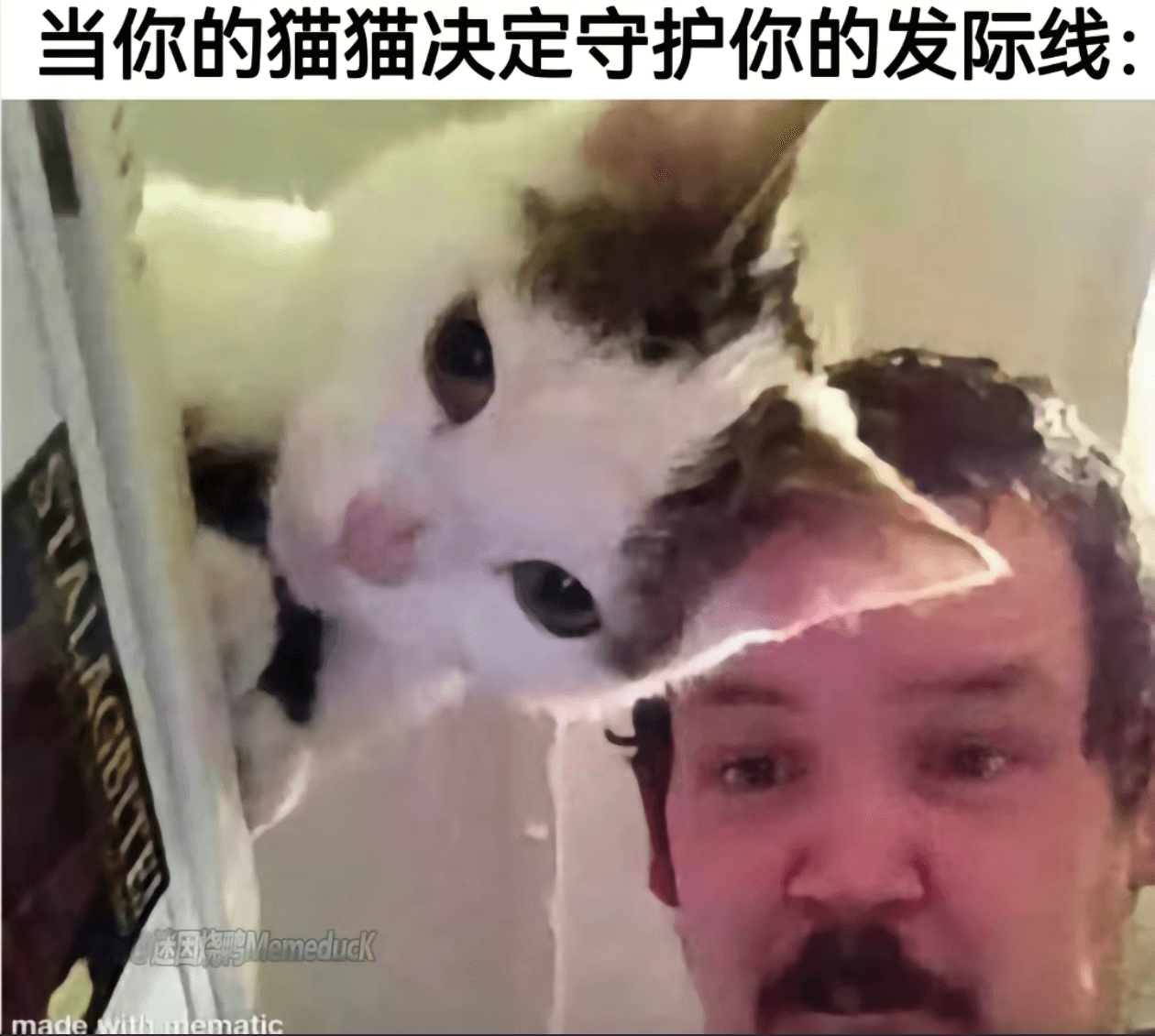 当你的猫猫决定守护你的发际线：迷因烧鸭Memeduckmao