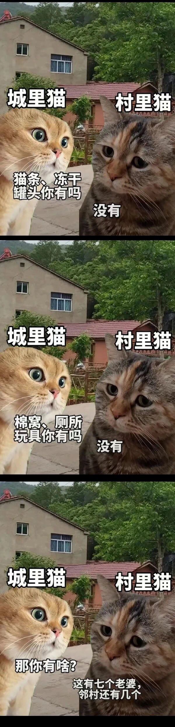 城里猫村里猫猫茶冻干罐头你有吗没有城里猫村里猫棉窝、厕所玩具