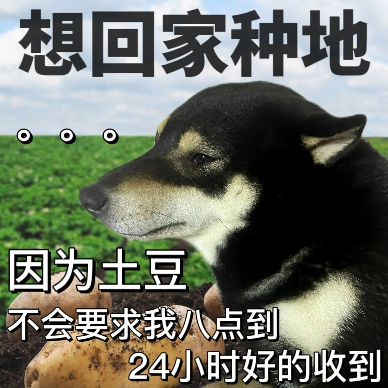 想回家种地因为土豆不会要求我八点到24小时好的收到