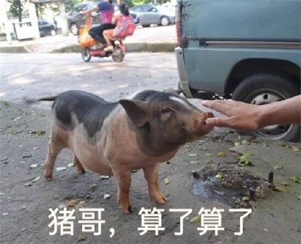 猪哥，算了算了