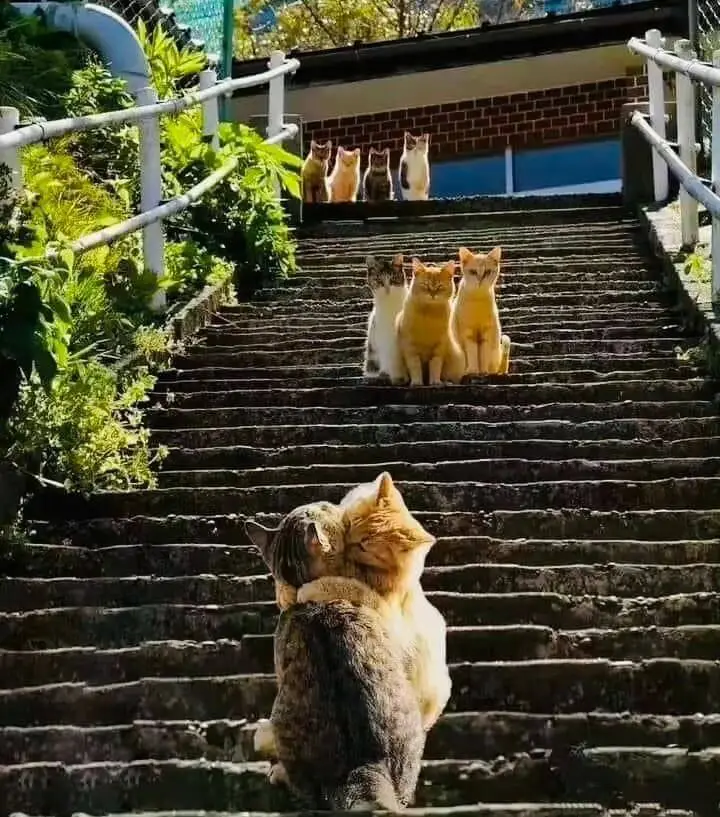 梗图