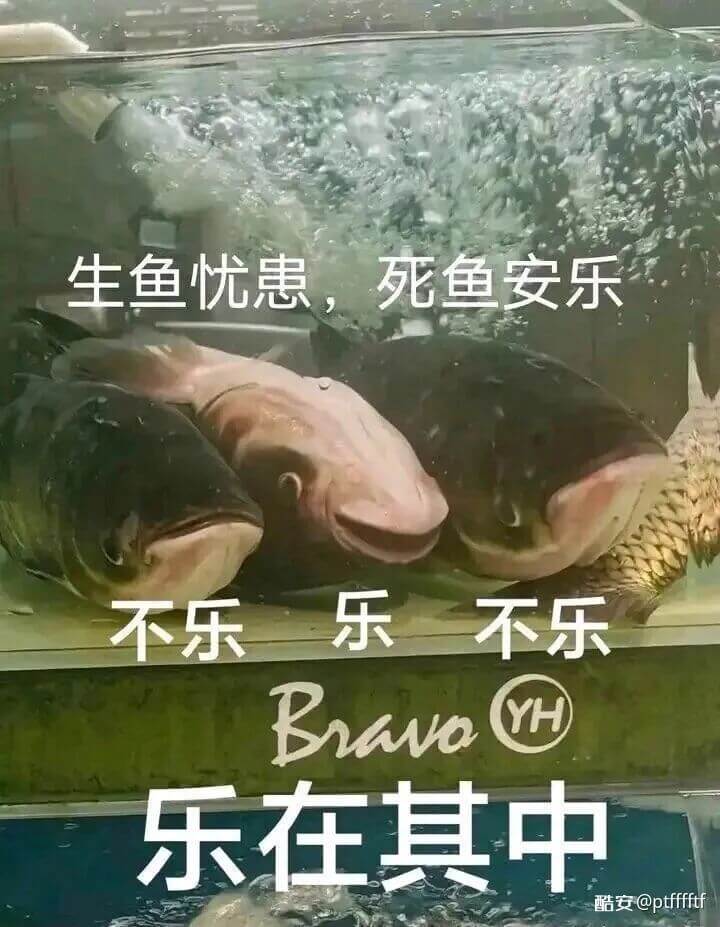 生鱼忧患，死鱼安乐不乐乐不乐BnawoYH乐在其中酷安@pt