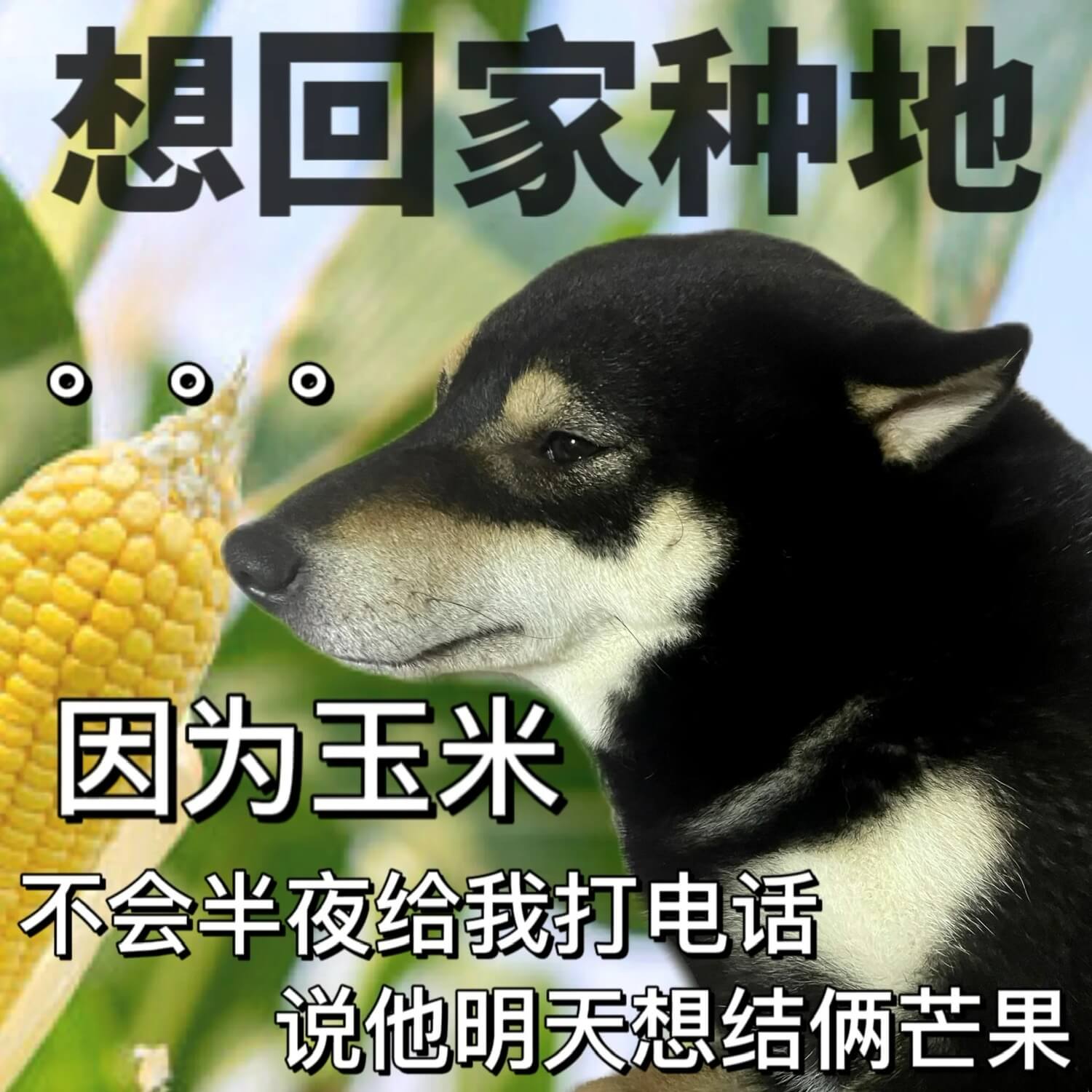 想回家种地因为玉米不会半夜给我打电话说他明天想结俩两芒果