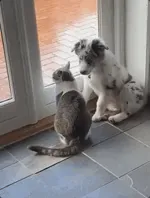 舔狗～哈哈哈哈哈…