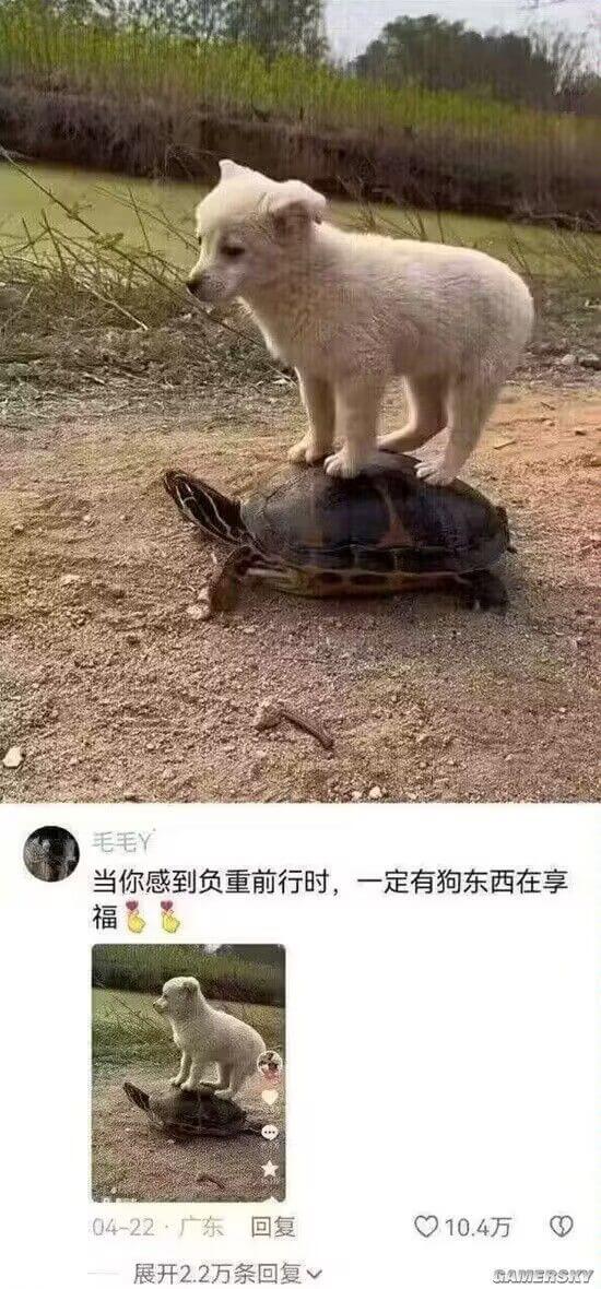 毛毛Y当你感到负重前行时，一定有狗东西在享福。04-22广东