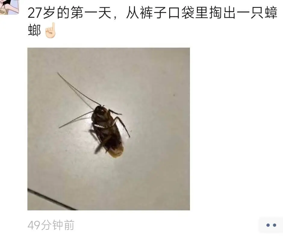 27岁的第一天，从裤子口袋里掏出一只蟑螂49分钟前