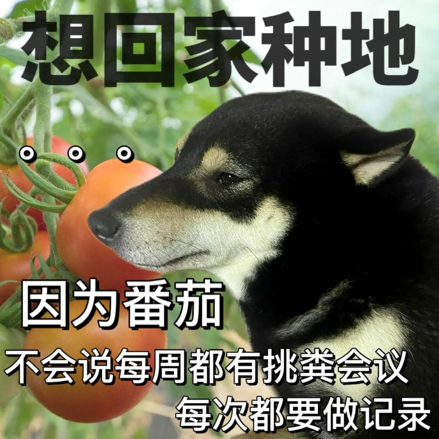想回家种地因为番茄不会说每周都有挑粪会议每次都要做记录