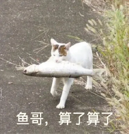 鱼哥，算了算了