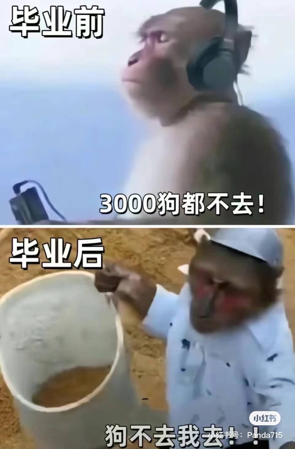 毕业前3000狗都不去！毕业后小红书狗不去我去Panda71