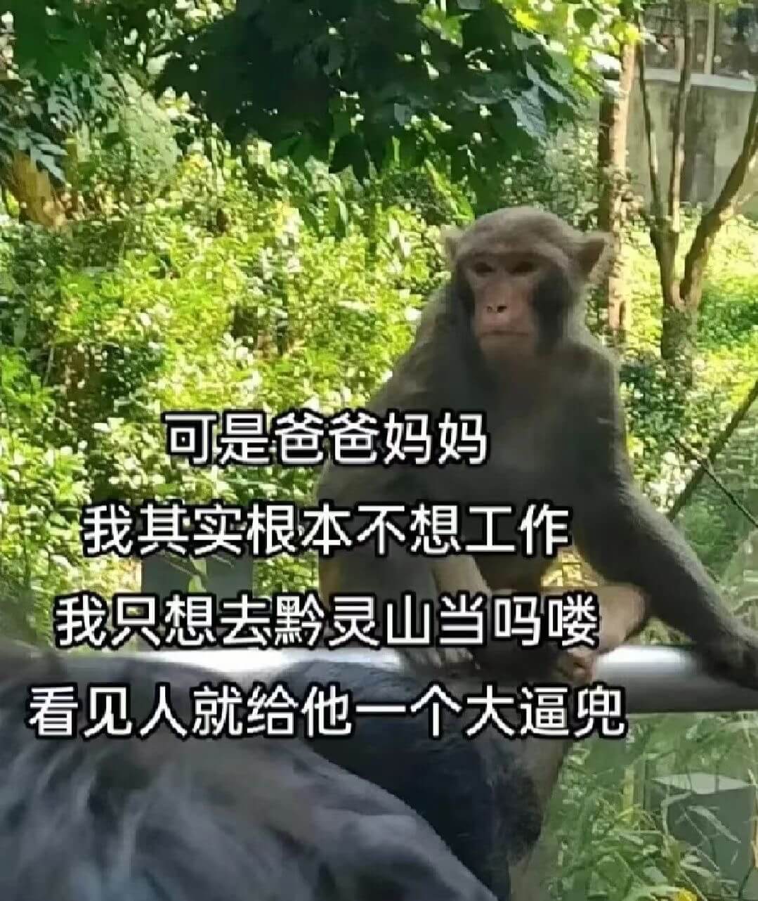 可是爸爸妈妈我其实根本不想工作我只想去黔灵山当吗喽看见人就给