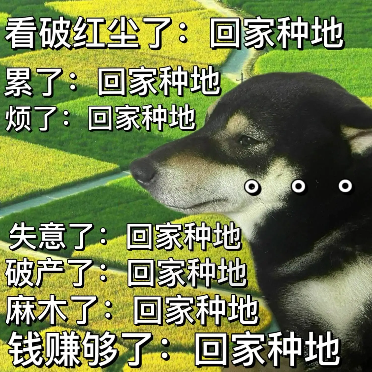 看破红尘了:回家种地累了:回家种地烦了:回家种地失意了:回家