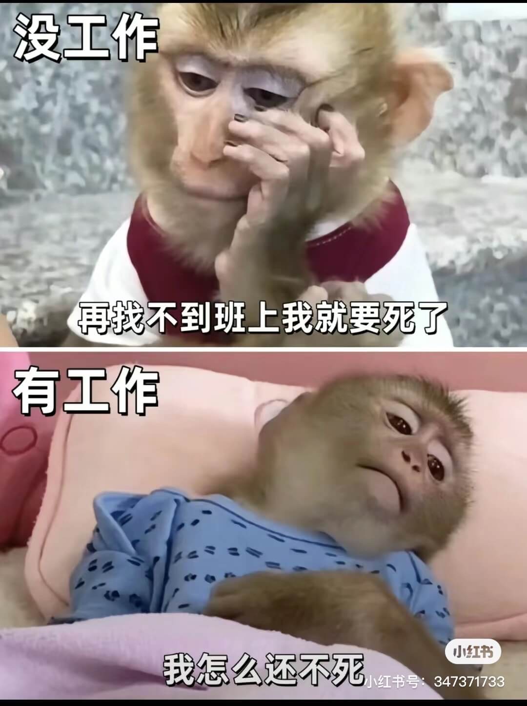 没工作再找不到班上我就要死了有工作小红书我怎么还不死小红书号