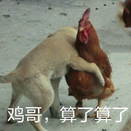 鸡哥，算了算了
