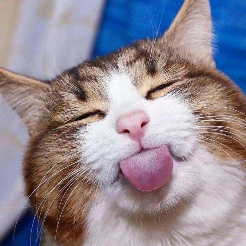 zzz噼啦噼啦的头像