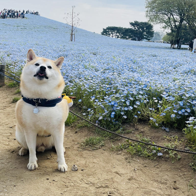 這狗不錯的头像