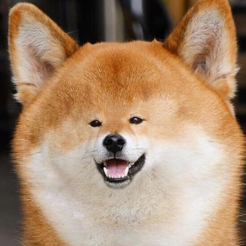 做只猫做只狗不做闲人的头像