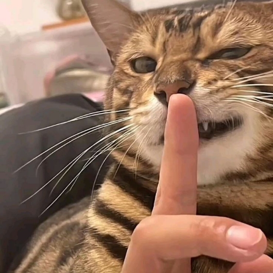 寰的头像