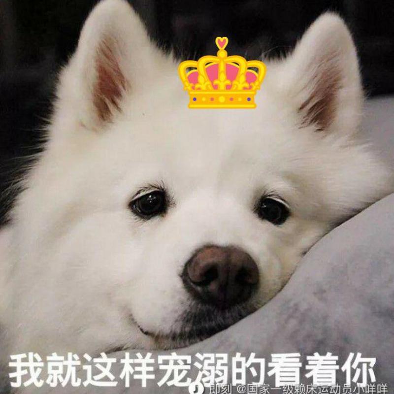 国家一级赖床运动员小咩咩的头像