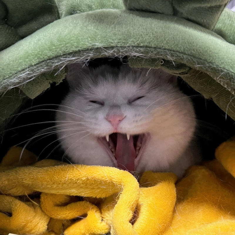 bedboy的头像