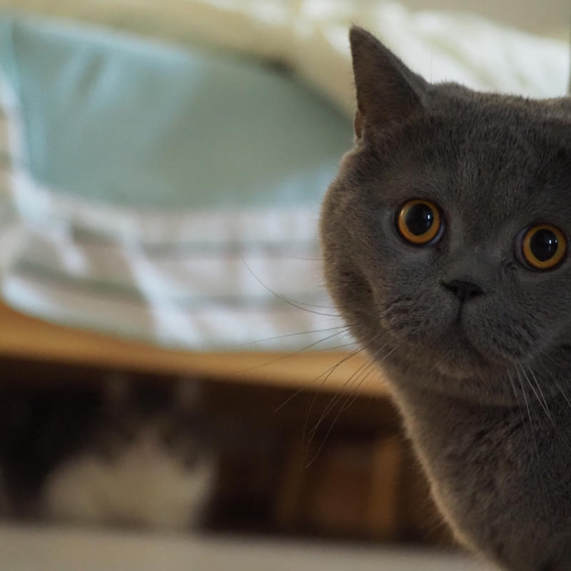 熊猫不要猫的头像