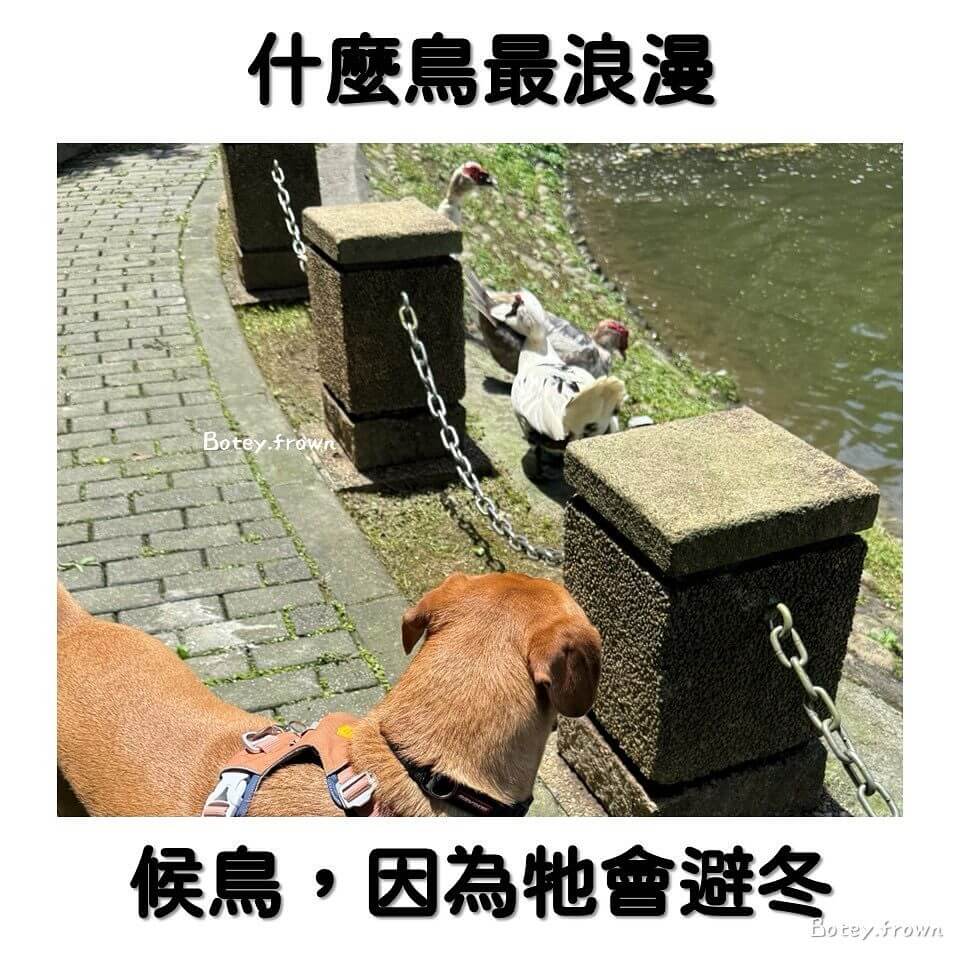 什么鸟最浪漫候鸟，因为会避冬Boteyfrown