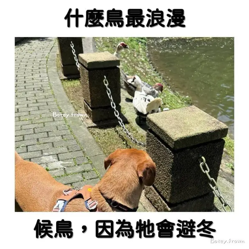 什么鸟最浪漫候鸟，因为会避冬Boteyfrown
