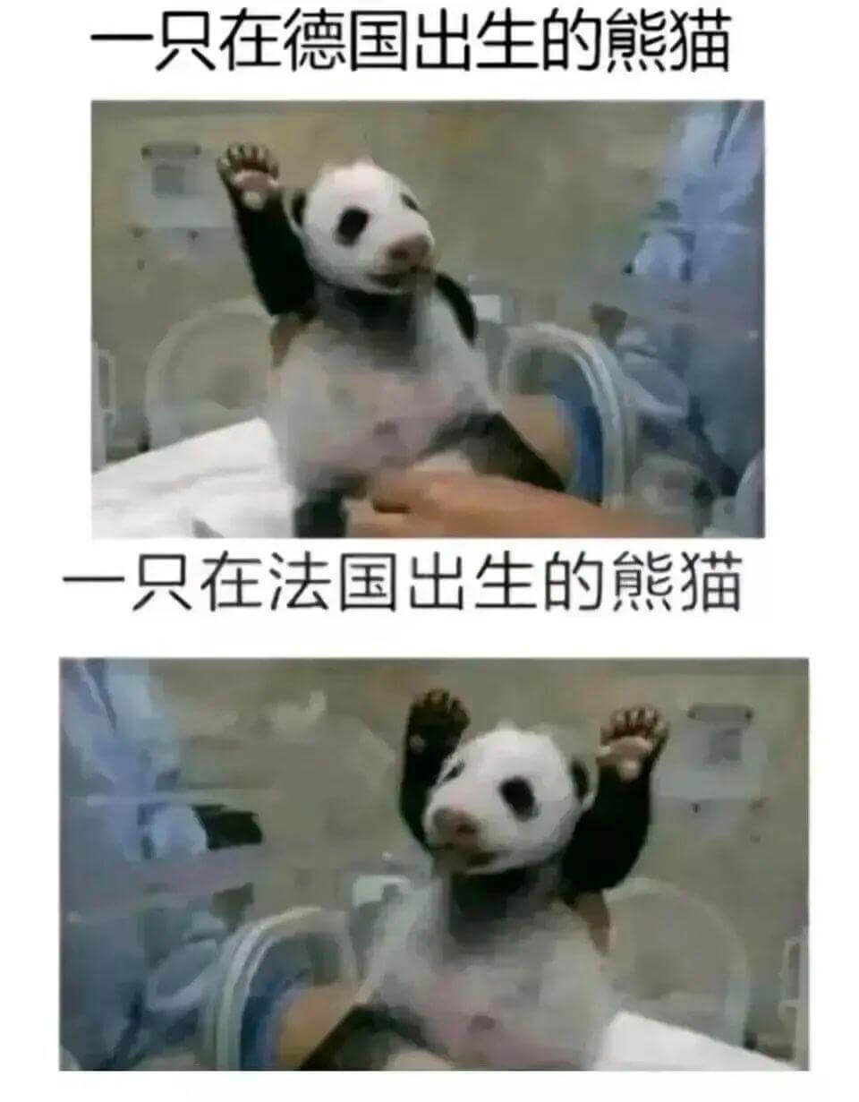 一只在德国出生的熊猫一只在法国出生的熊猫