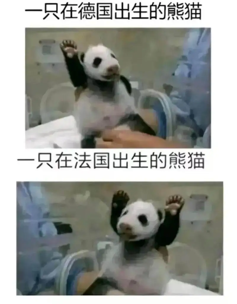一只在德国出生的熊猫一只在法国出生的熊猫