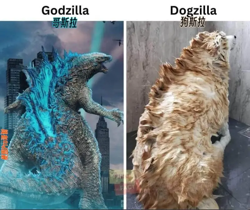 Godzilla哥斯拉Dogzilla狗斯拉梗图Pro译制