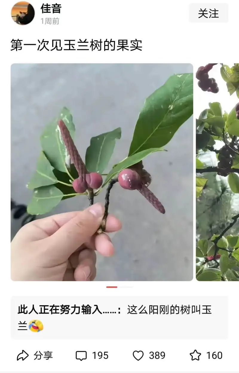 第一次见玉兰树的果实此人正在努力输入……:这么阳刚的树叫玉分