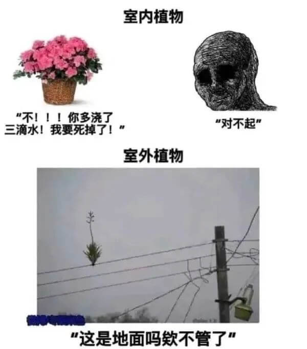 室内植物“不！！！你多浇了”“对不起”三滴水！我要死掉了！室