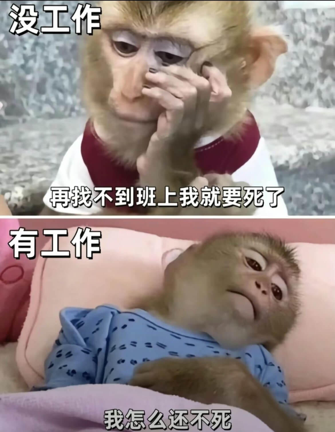 没工作再找不到班上我就要死了。有工作