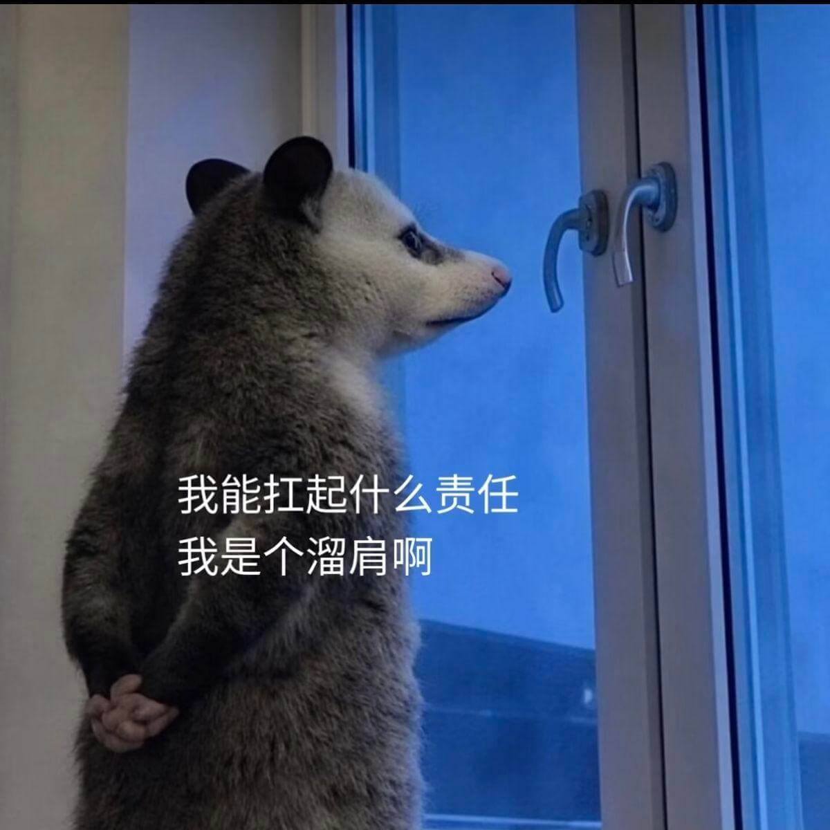 我能扛起什么责任？我是个溜肩啊。