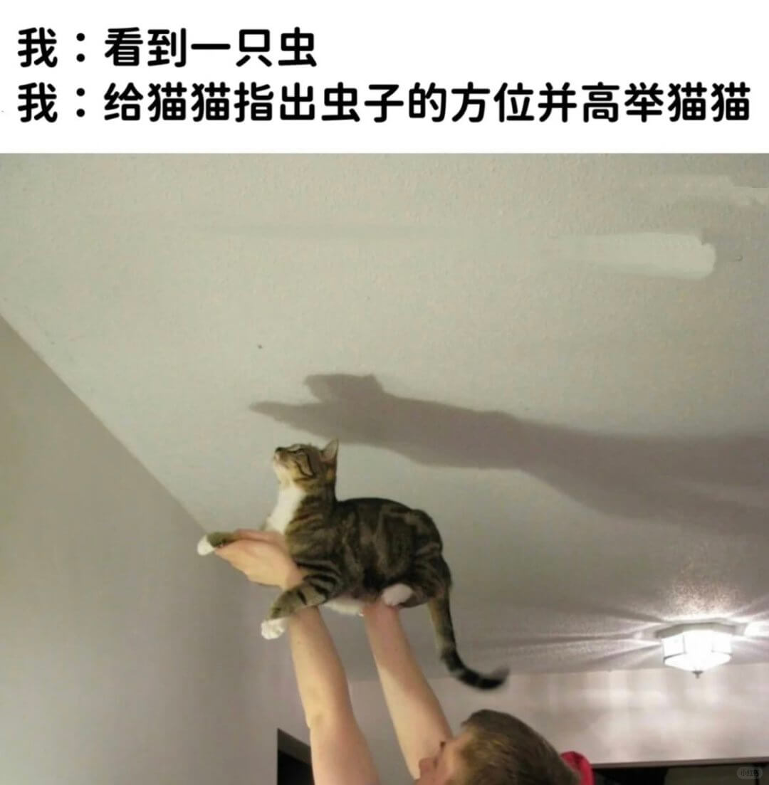 我：看到一只虫我：给猫猫指出虫子的方位，并高举猫猫