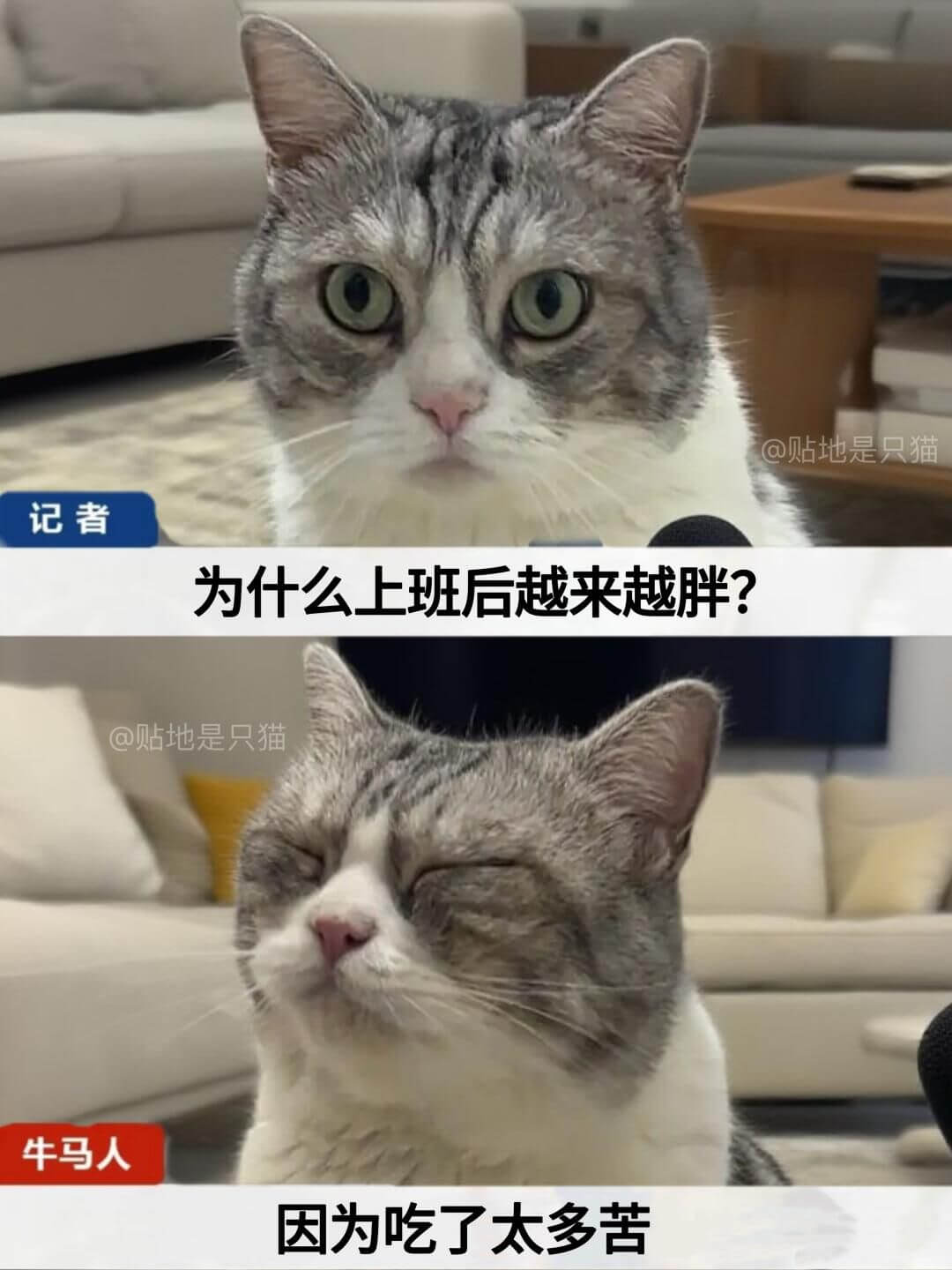 @贴地是只猫记者为什么上班后越来越胖？@贴地是只猫牛马人因为