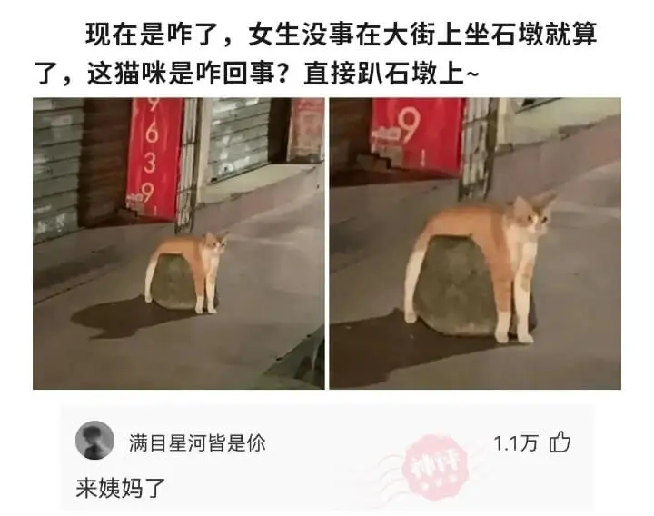 现在是咋了，女生没事在大街上坐石墩就算了，这猫咪是咋回事?直