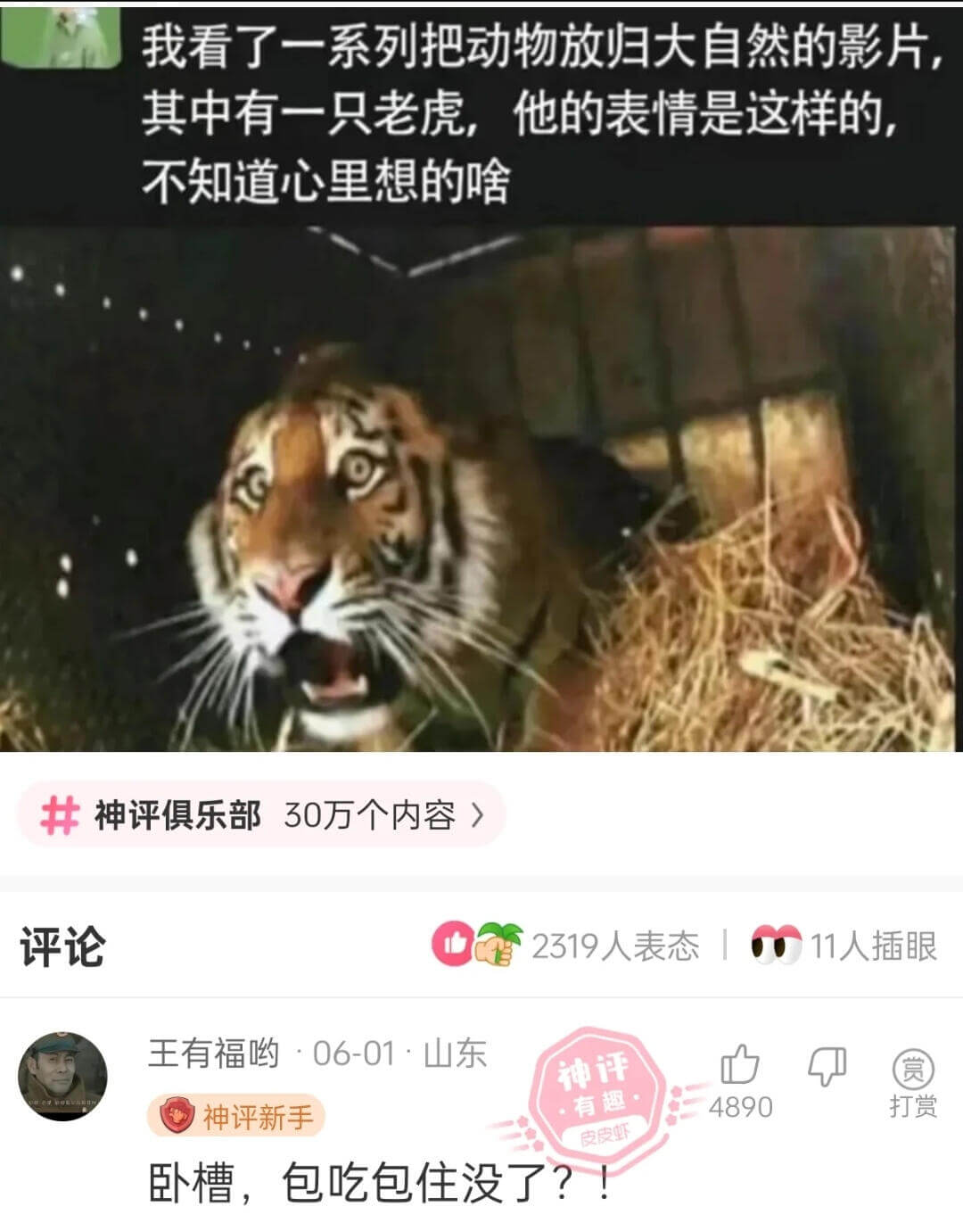 我看了一系列把动物放归大自然的影片，其中有一只老虎，他的表情