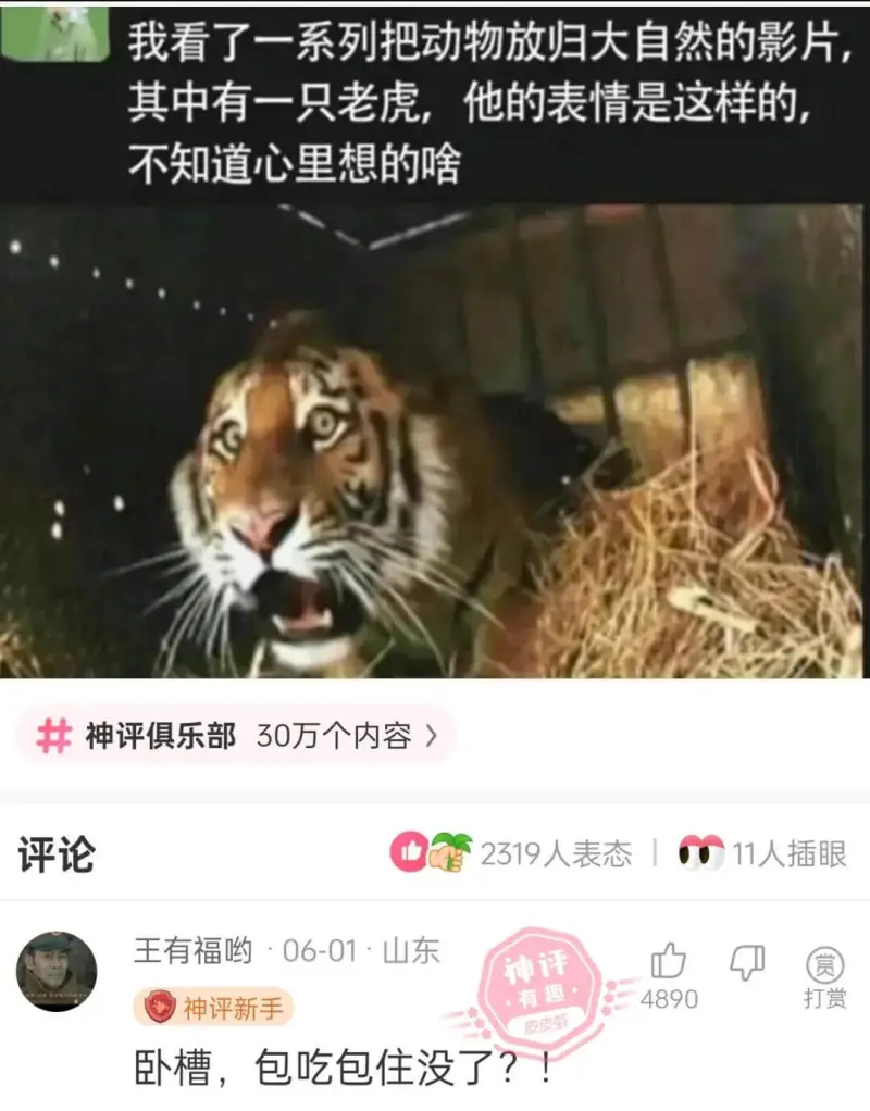 我看了一系列把动物放归大自然的影片，其中有一只老虎，他的表情