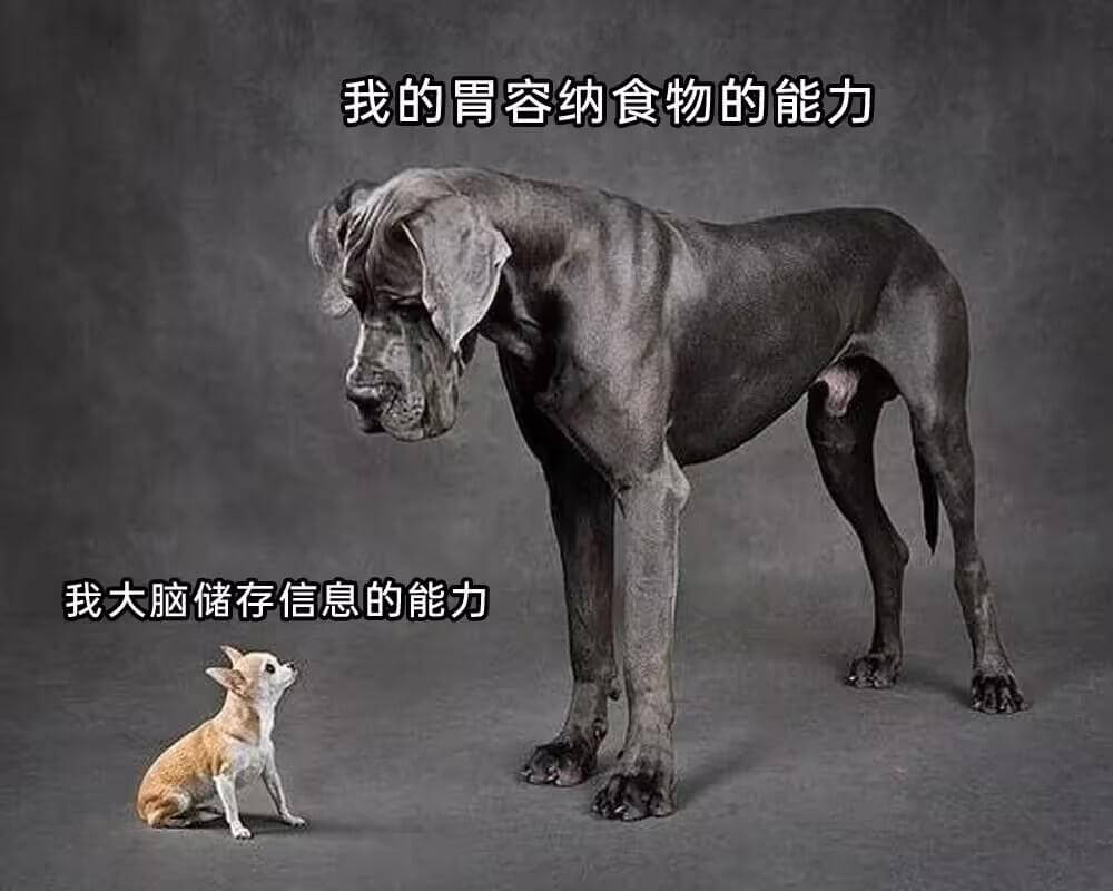 我的胃容纳食物的能力我大脑储存信息的能力
