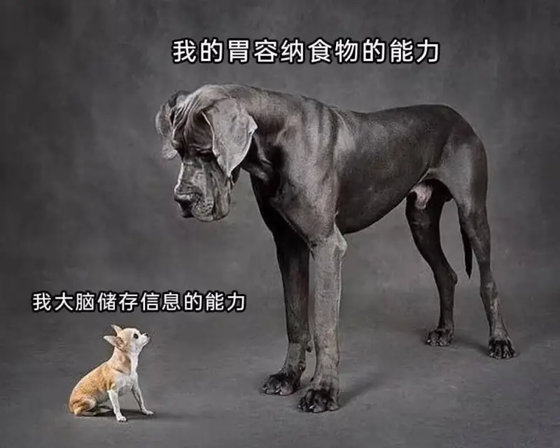 我的胃容纳食物的能力我大脑储存信息的能力