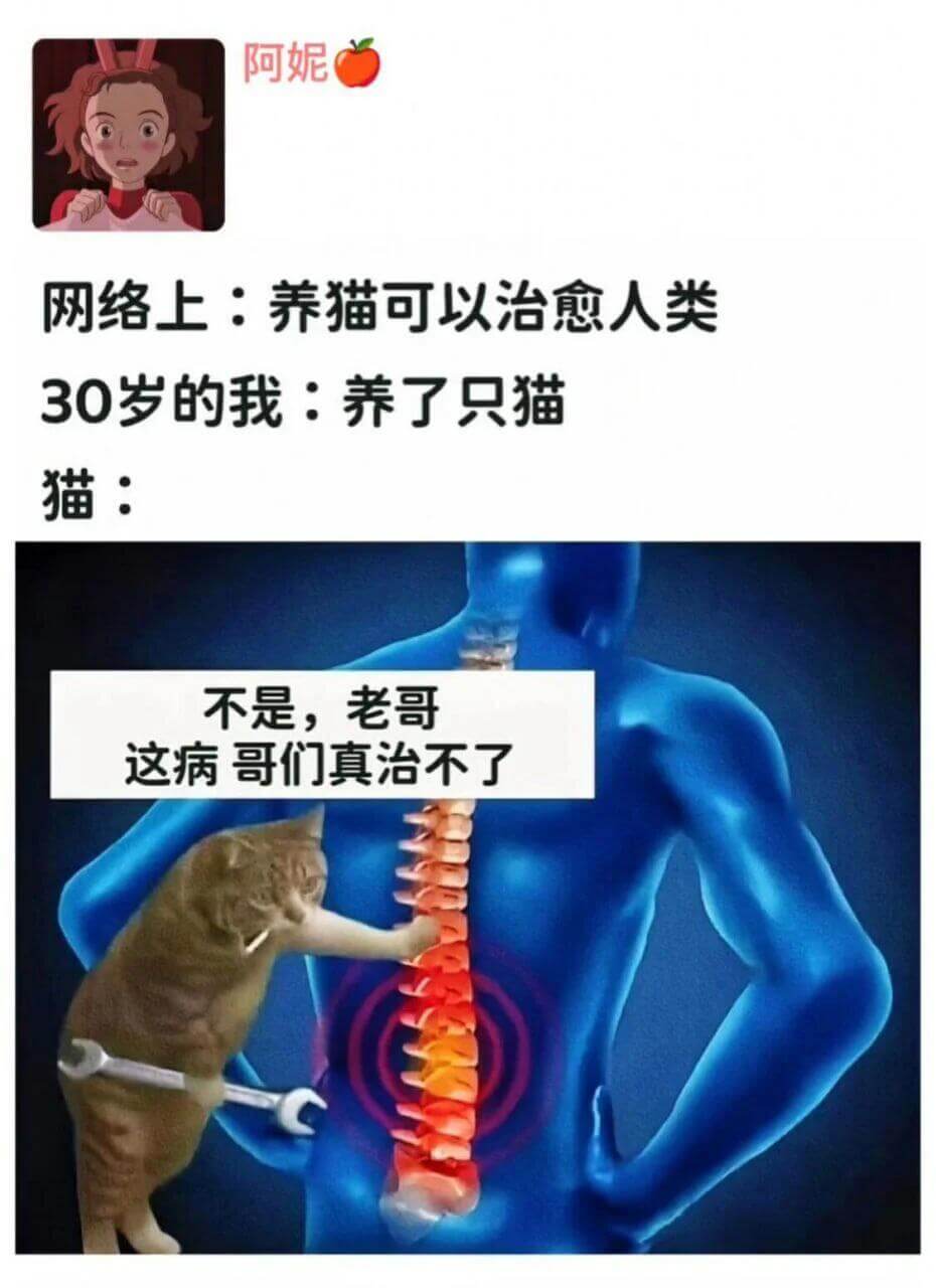 阿妮网络上：养猫可以治愈人类30岁的我：养了只猫猫：不是，老