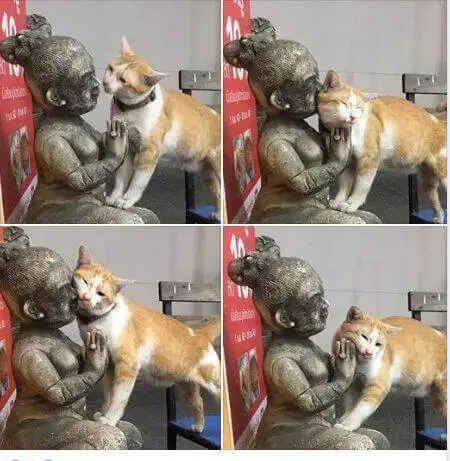 梗图