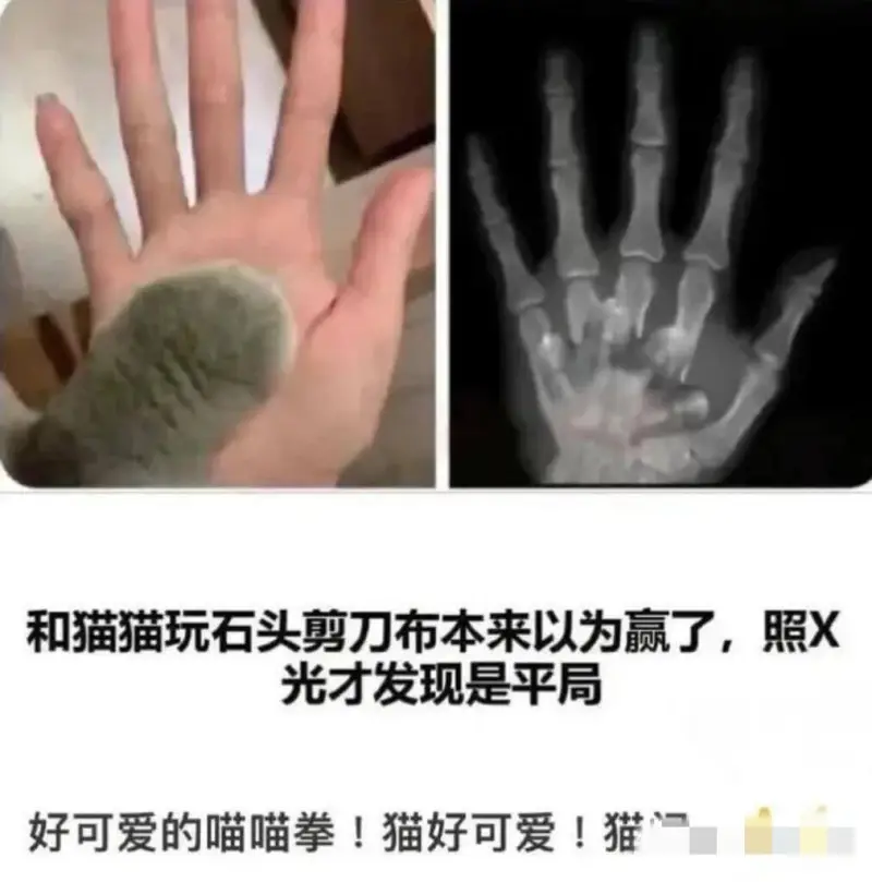 和猫猫玩石头剪刀布，本来以为赢了，照X光才发现是平局。好可爱