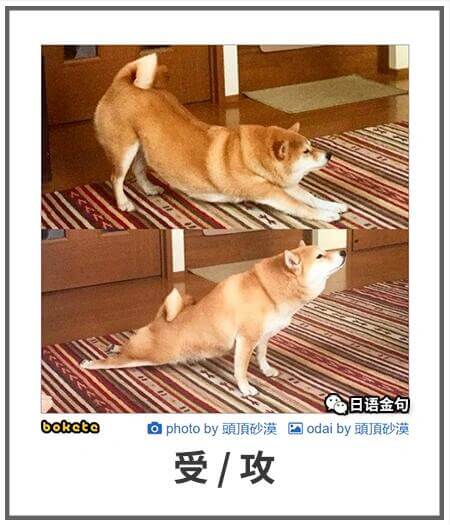 日语金包boketeophotoby頭原砂国odaiby頭真