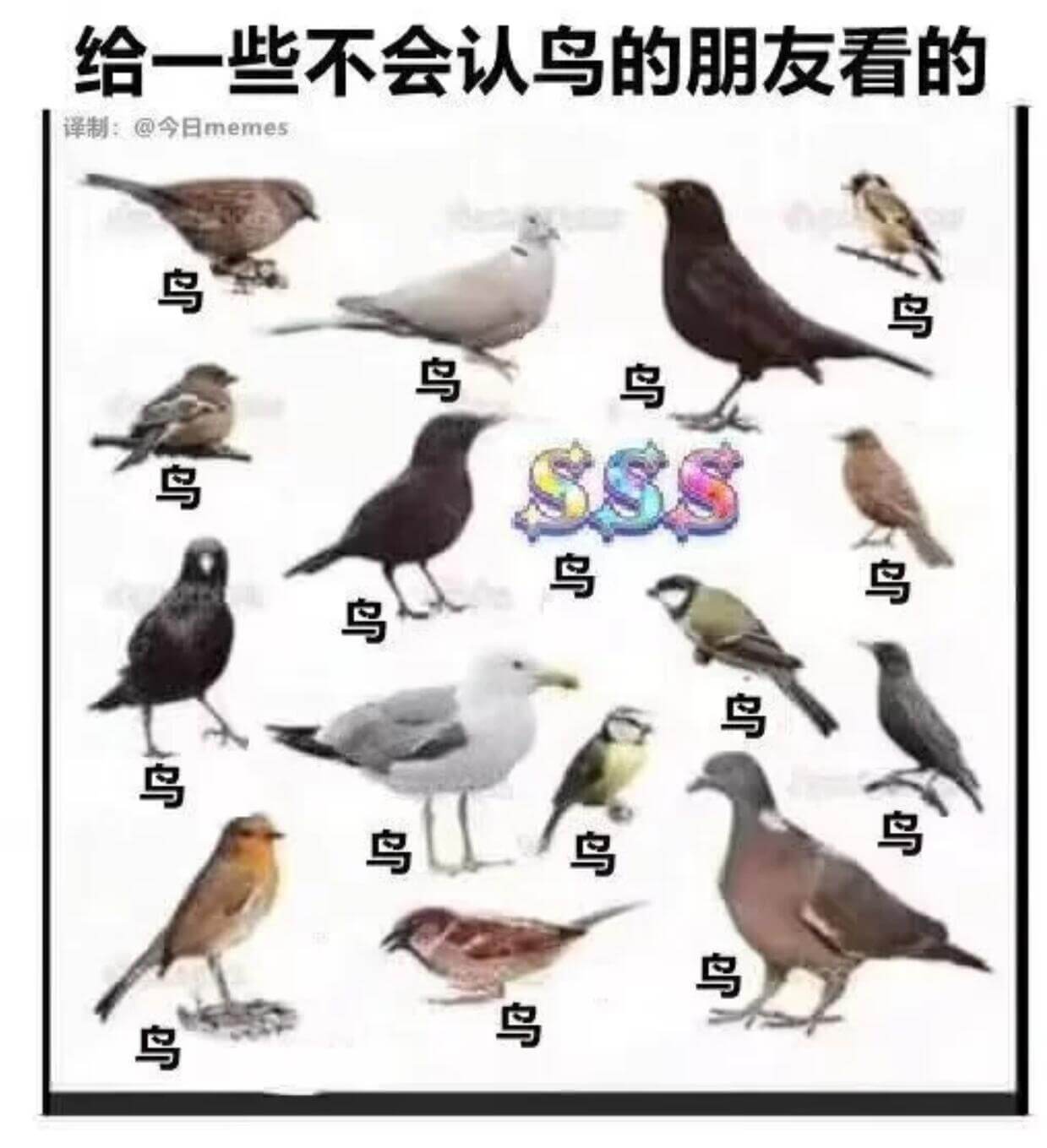 给一些不会认鸟的朋友看的译制：@今日memes鸟鸟鸟鸟鸟鸟鸟