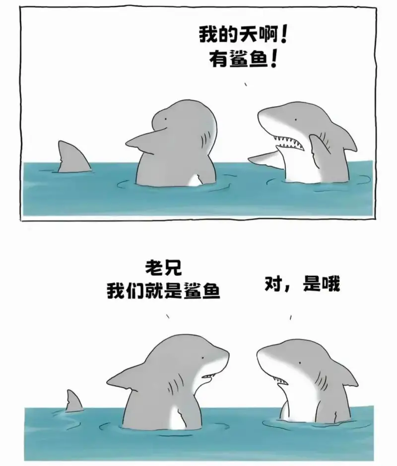 我的天啊！有鲨鱼！老兄，对，是哦，我们就是鲨鱼