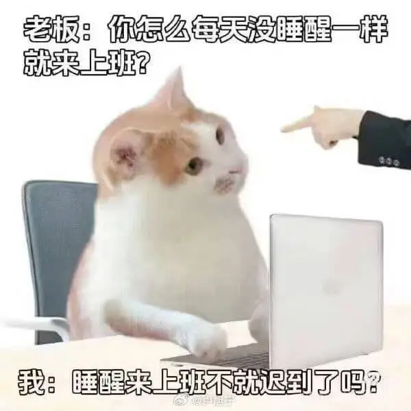 老板：你怎么每天没睡醒一样就来上班？我：睡醒来上班不就迟到了