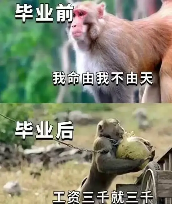 毕业前我命由我不由天工资三千就三千