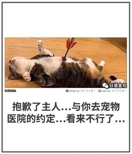 日语金包bokccoaphotobyyyodaibyyt抱款