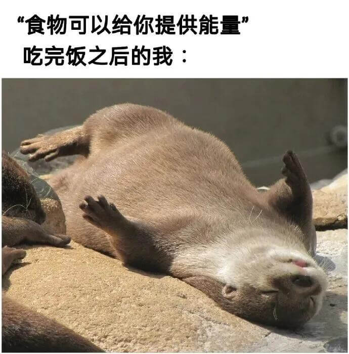 食物可以给你提供能量。吃完饭之后的我：